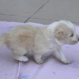 Hugo Little Hero Wicca Gabreta