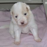 Harmony Hailey Wicca Gabreta