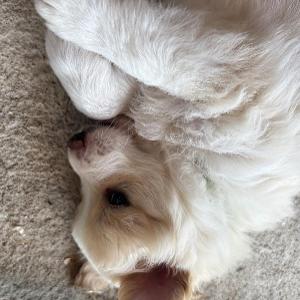 pic